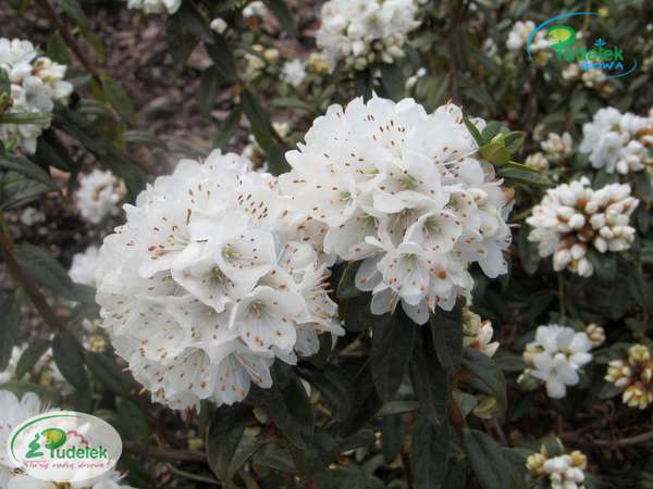 Rhododendron Schneeflöckchen